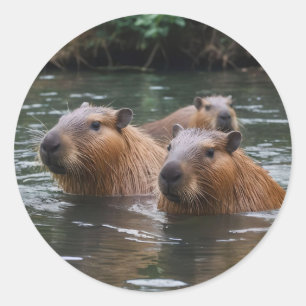 das Baden von Capybaras im Fluss, Runder Aufkleber