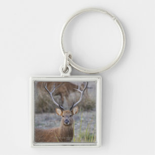 Das Barasingha oder das Barasinga (Rucervus Schlüsselanhänger