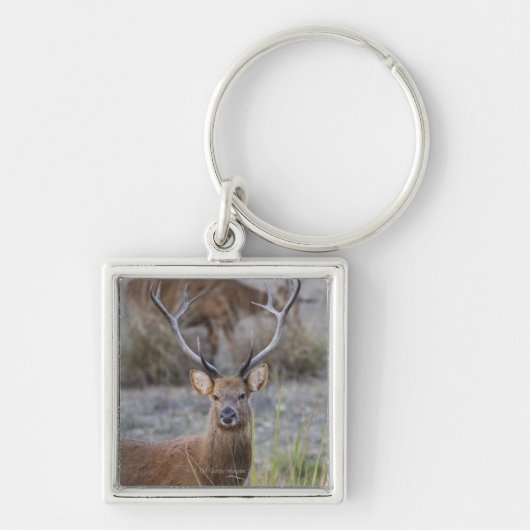 Das Barasingha oder das Barasinga (Rucervus Schlüsselanhänger (Vorne)