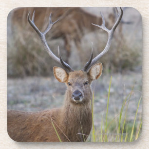 Das Barasingha oder das Barasinga (Rucervus Untersetzer