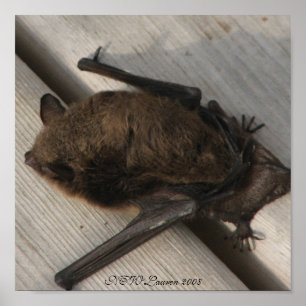 Das Bat, das zum Frühstück kam Poster