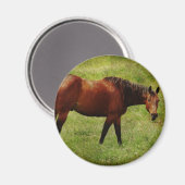 Das Bay Horse Magnet (Vorderseite/Rückseite)