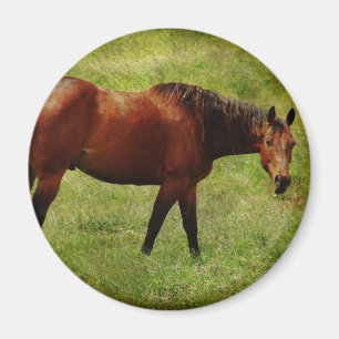 Das Bay Horse Magnet