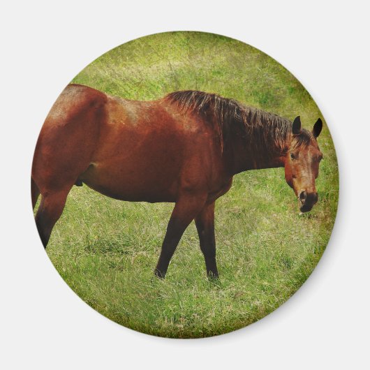 Das Bay Horse Magnet (Vorne)