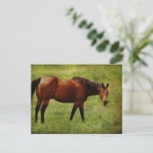 Das Bay Horse Postkarte (Stehend Vorderseite)