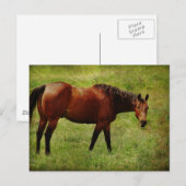 Das Bay Horse Postkarte (Vorne/Hinten)