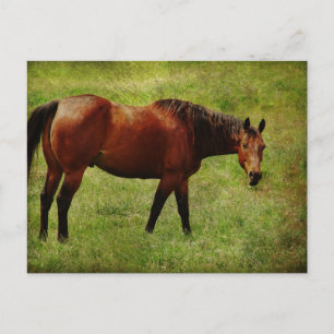 Das Bay Horse Postkarte