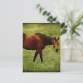 Das Bay Horse Postkarte (Stehend Vorderseite)