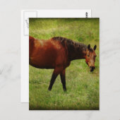 Das Bay Horse Postkarte (Vorne/Hinten)