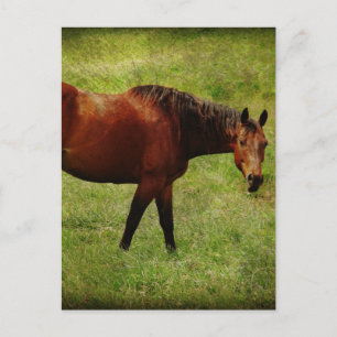 Das Bay Horse Postkarte