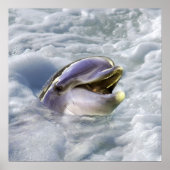 Das beste Lächeln eines Delfins Poster (Vorne)