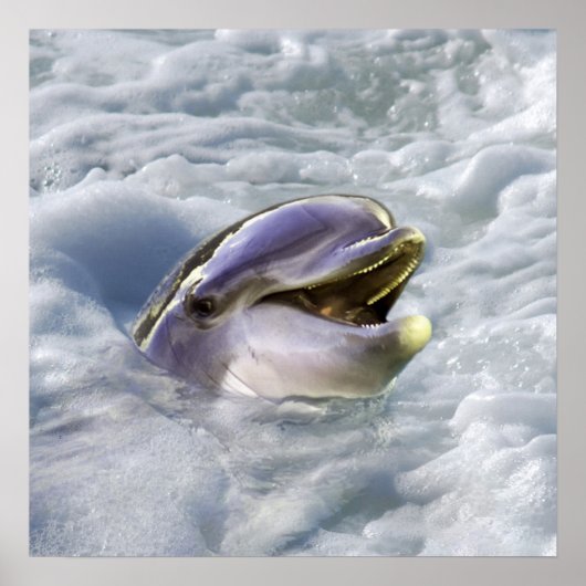 Das beste Lächeln eines Delfins Poster (Vorne)