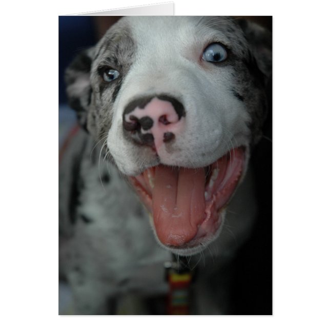 Das bestste Vergnügen (Vorne)