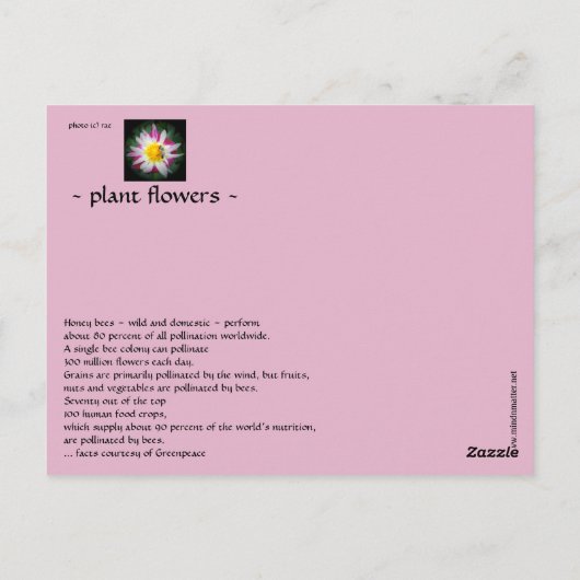 das Bienensturm Postkarte (Rückseite)