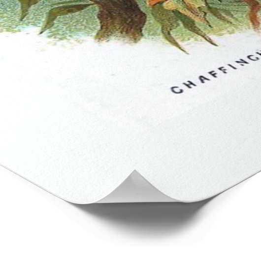 Das Chaffinch Poster (Ecke)