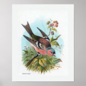 Das Chaffinch Poster (Vorne)