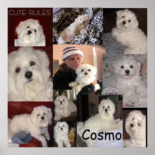 Das Cosmo Poster von Berlin (Vorne)