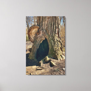 Das Curious Hollow 20x30 Leinwanddruck