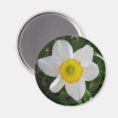 Das Daffodil Magnet (Vorderseite/Rückseite)