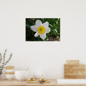Das Daffodil Poster (Küche)