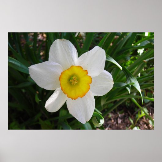 Das Daffodil Poster (Vorne)