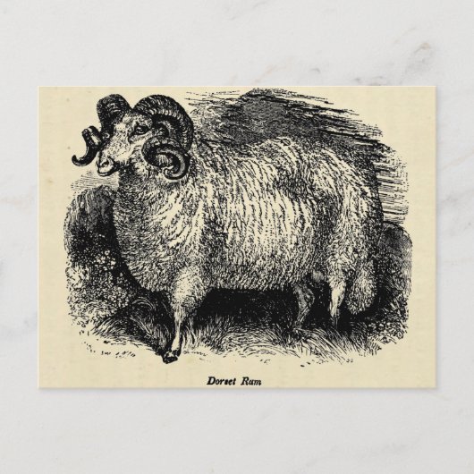 Das Dorset Postkarte (Vorderseite)