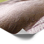 Das Ducks Poster gerettet (Ecke)