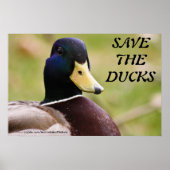 Das Ducks Poster gerettet (Vorne)