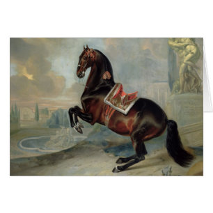 Das dunkle Buchtpferd 'Valido