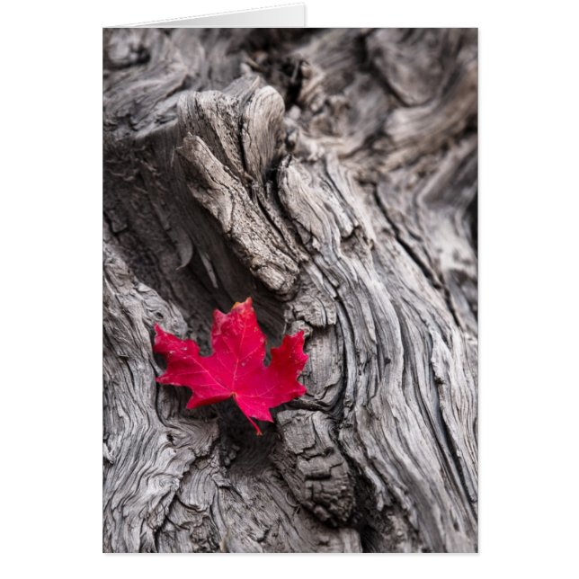 Das Ende der Reise (Vorne)