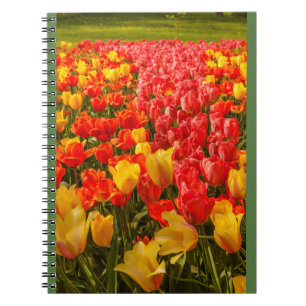 DAS ERBLÜHEN VON TULPEN IN EINEM PARK FOTO NOTIZBU NOTIZBLOCK
