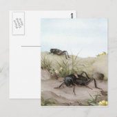 DAS FELDGRILLEN POSTKARTE (Vorne/Hinten)