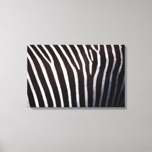 das Fell des Zebras Leinwanddruck