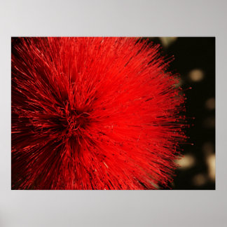 Das Feuer der Natur Poster