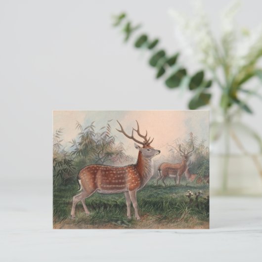 Das Formosan Deer von Joseph Wolf Postkarte (Stehend Vorderseite)