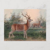 Das Formosan Deer von Joseph Wolf Postkarte (Vorderseite)