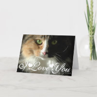 Das Foto "Augen" der Katze, Liebe