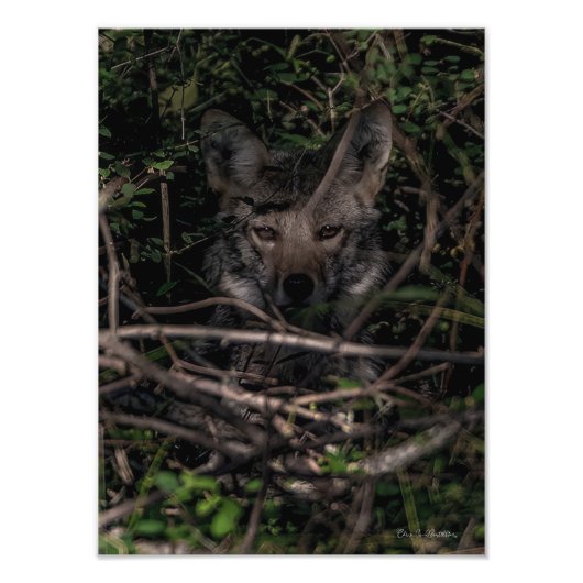 Das Foto der kleinen Mama Guemes Island Print (Vorne)