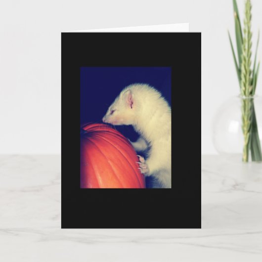 Das Frettchen und der Kürbis Karte (Vorderseite)