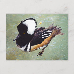 Das gehobene Merganser-Webbed-Feet-Schwimmen Postkarte