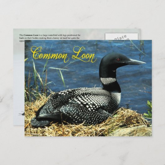 Das gemeinsame Loon-Nest in Alaska Postkarte (Vorne/Hinten)