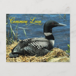 Das gemeinsame Loon-Nest in Alaska Postkarte
