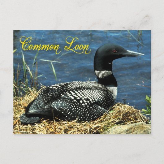 Das gemeinsame Loon-Nest in Alaska Postkarte (Vorderseite)
