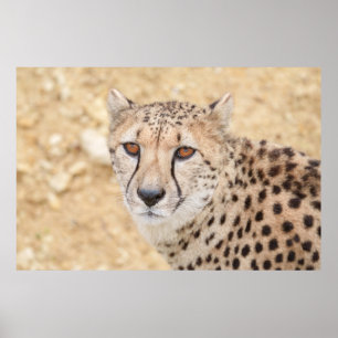Das Gesicht der Wildnis: Geparden Poster
