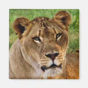Das Gesicht einer Königin Magnet