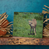 Das Gesicht Fotoplatte (Seite)