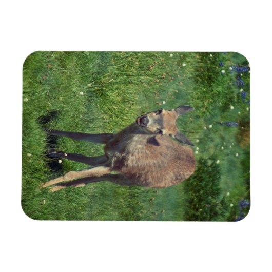 Das Gesicht Magnet (Horizontal)