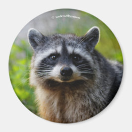 Das Gesicht zum Gesicht mit dem Raccoon Magnet