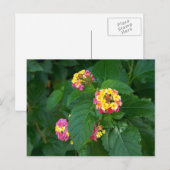 Das Glück von morgen (Blume) Postkarte (Vorne/Hinten)