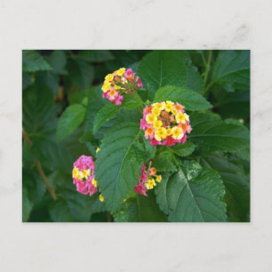 Das Glück von morgen (Blume) Postkarte
